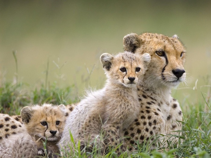 Cheetah mother and cubs resting in grass