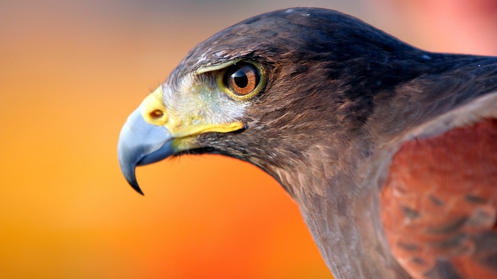 Close-up of a hawk's head