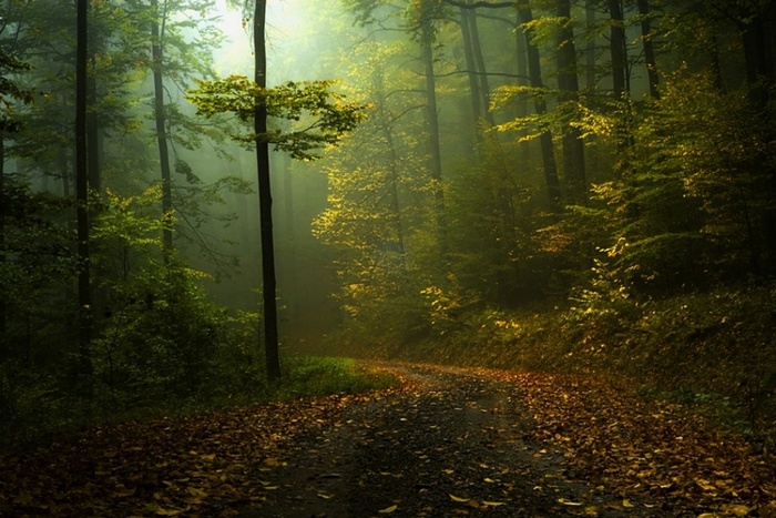 Misty forest path with fallen leaves in autumn
