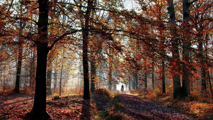 Person riding a horse on a path in a forest during fall