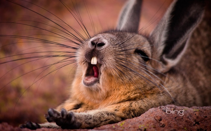 Viscacha yawning with large teeth