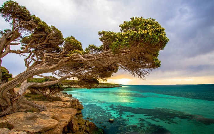 Twisted tree on a rocky coast overlooking turquoise water