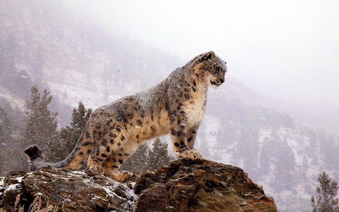 Snow leopard standing on a rock in the snow
