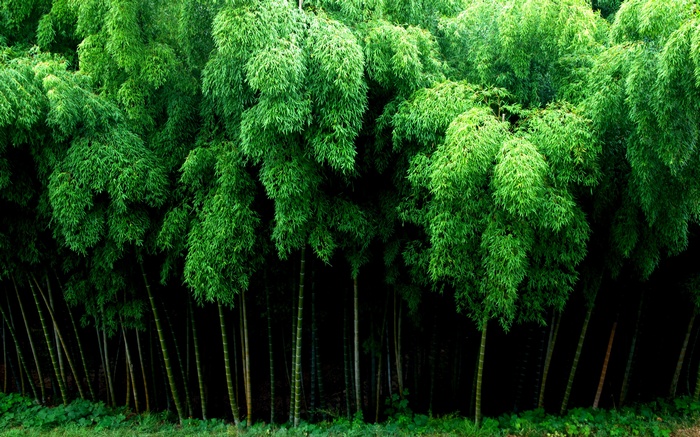 A dense forest of tall green bamboo stalks