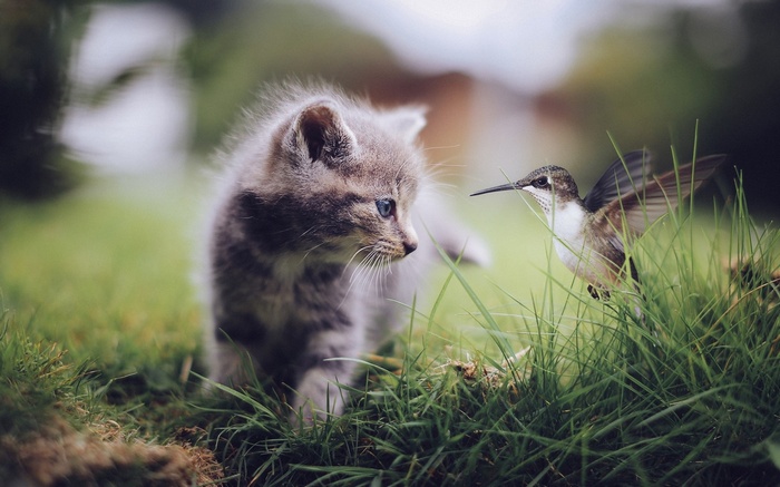 Kitten and hummingbird in green grass