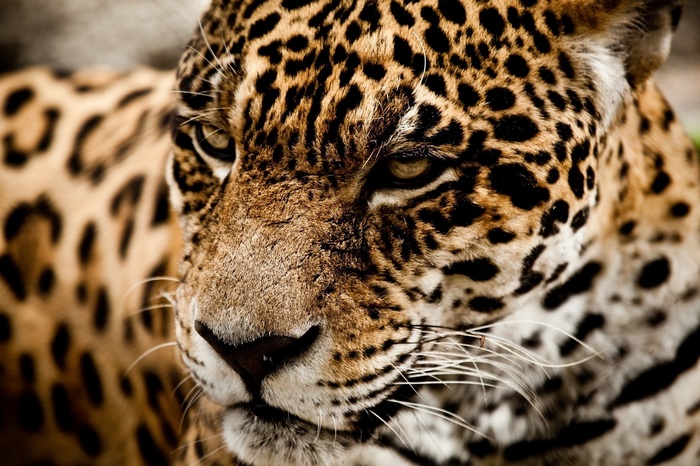 Close-up of a jaguar's face