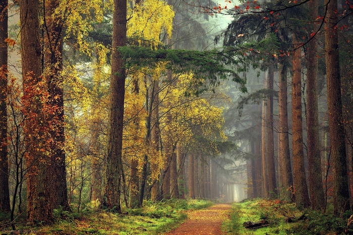 Autumn forest path with yellow and red leaves