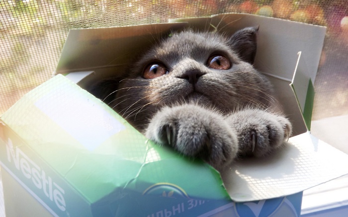 Gray cat peeking out of a Nestlé box