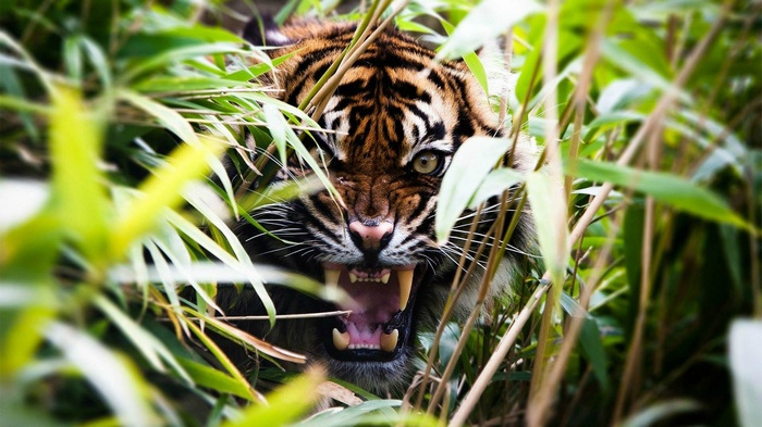 Tiger roaring through bamboo stalks