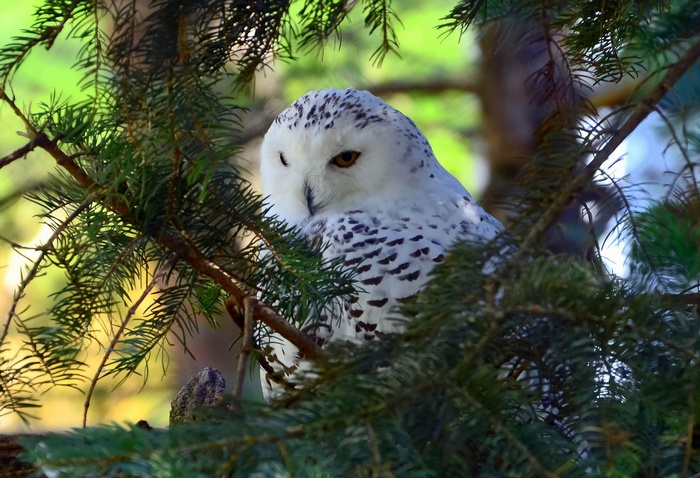 Snowy owl perched on a pine tree branch