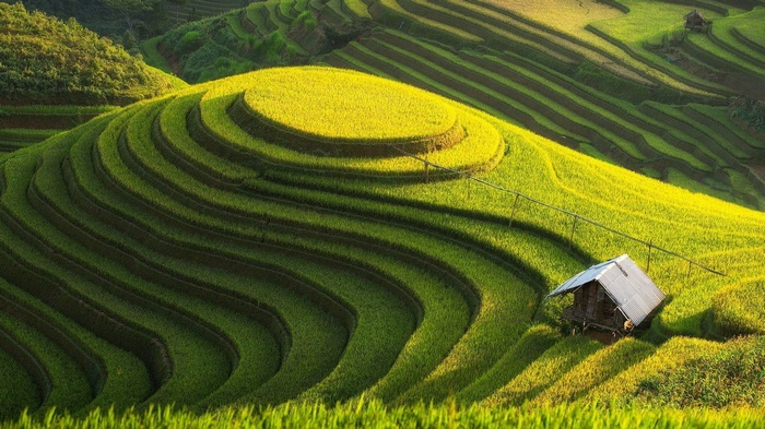 Terraced rice paddies with a small hut