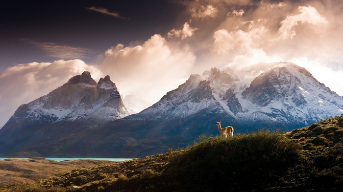 Guanaco in front of Torres del Paine mountains