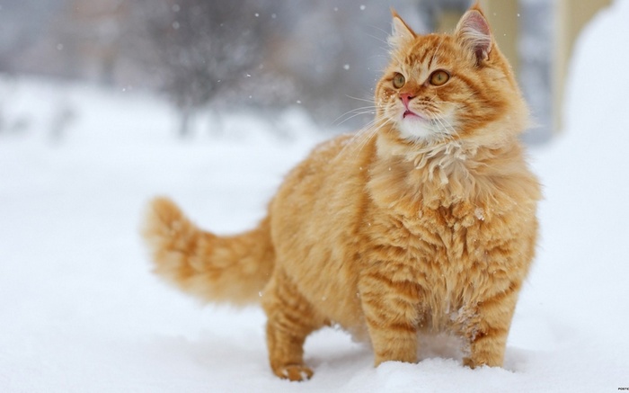 Orange cat standing in the snow