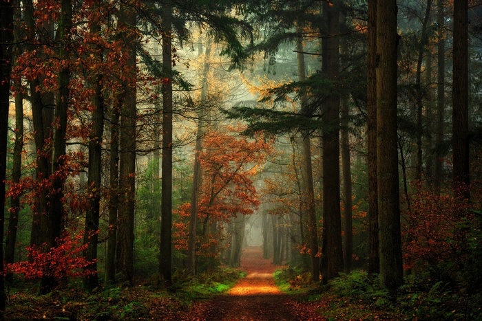 A misty forest path in autumn with red and green foliage