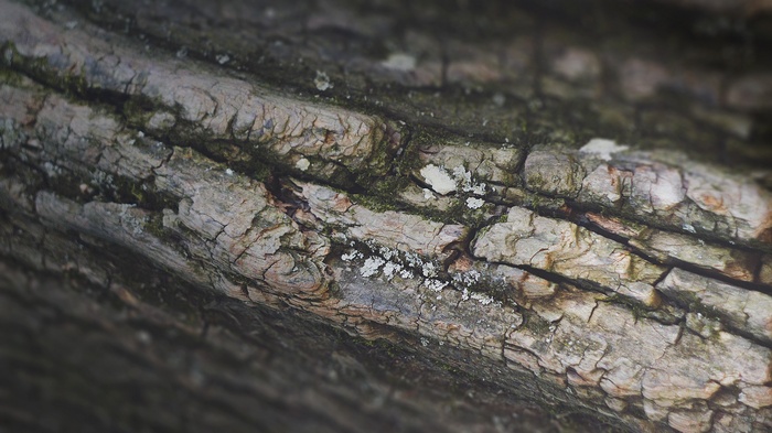 Macro view of tree bark with moss and lichen