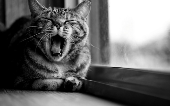 Monochrome cat yawning by the window