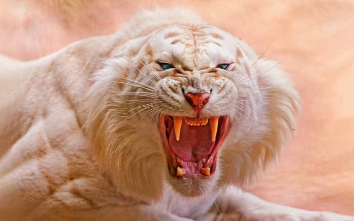 White tiger with blue eyes roaring