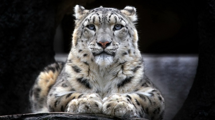 Snow leopard lying down on a log
