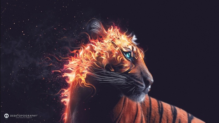 Tiger with fiery mane and blue eyes