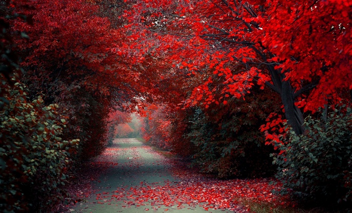 A path lined with trees in vibrant red fall foliage