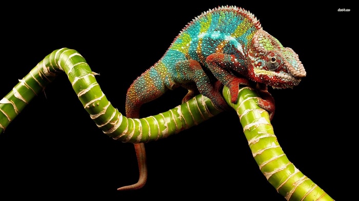 Chameleon perched on a bamboo stalk