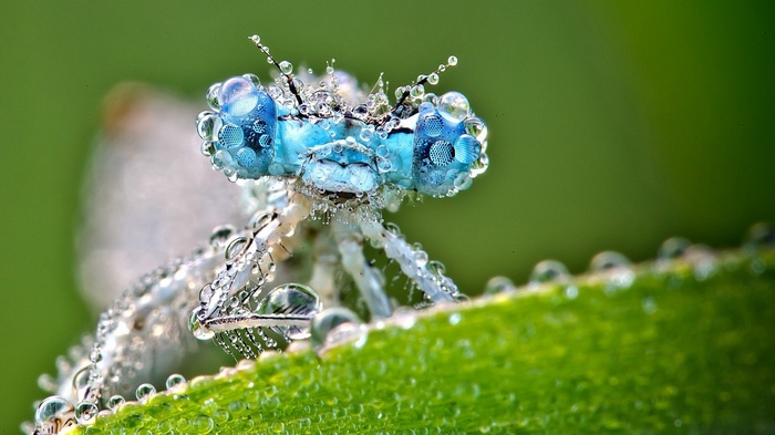 Close-up of a damselfly covered in water droplets
