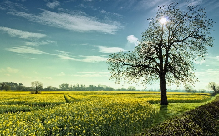 A lone tree in a field of yellow flowers under a blue sky