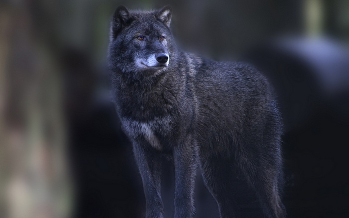 A black wolf stands in a dark forest