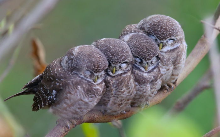 Four spotted owlets sleeping on a branch