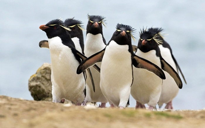 A group of rockhopper penguins on a rocky shore