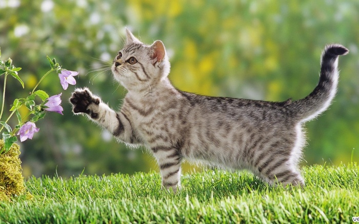 A tabby kitten plays with purple flowers in the grass