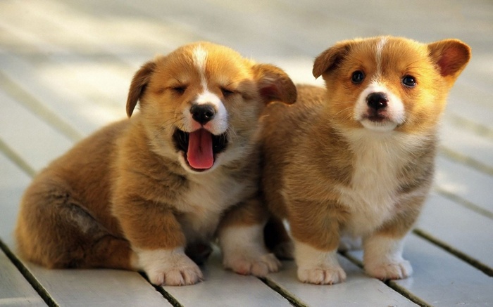 Two adorable corgi puppies sitting on a wooden surface