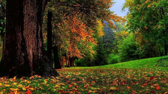 Autumn forest with fallen leaves on the grass