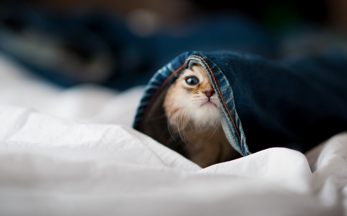 Kitten peeking out from under blue jeans on a bed