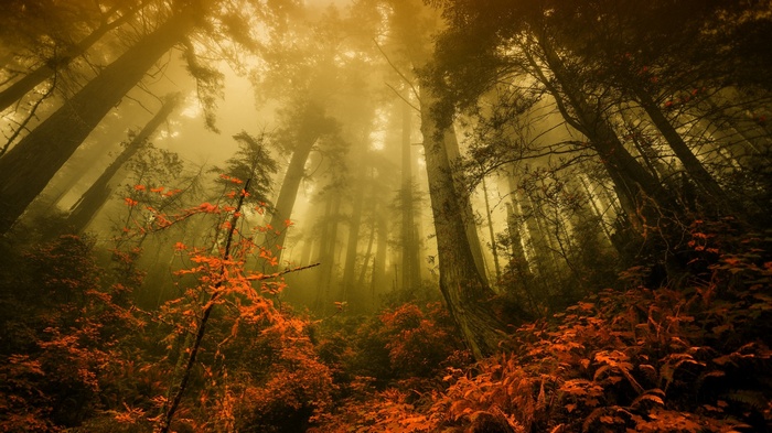 Misty forest with orange foliage and tall trees