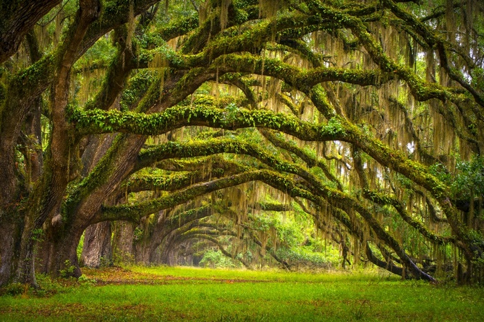 Moss-covered oak trees forming an archway over a grassy path