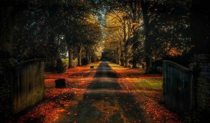 Tree-lined road with fallen autumn leaves and gates