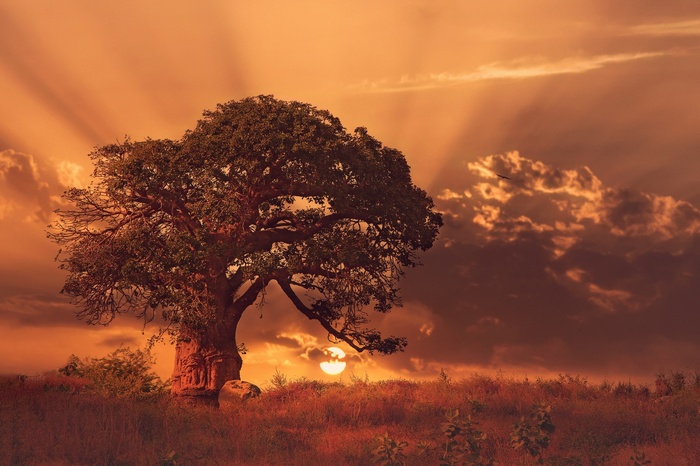 Baobab tree at sunset with sun rays over Africa