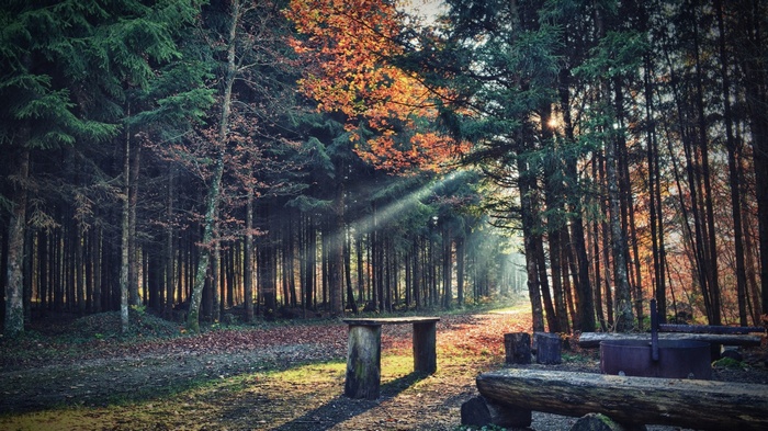 Sun rays filtering through a forest with autumn leaves