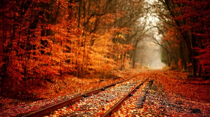 Railway tracks covered in autumn leaves in a forest