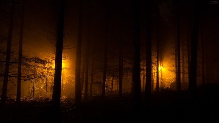 Dark forest with orange light