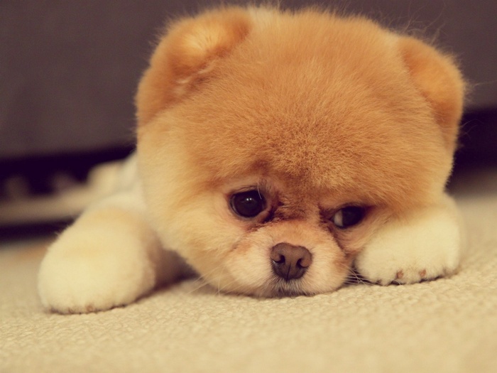 Boo the Pomeranian dog resting its head