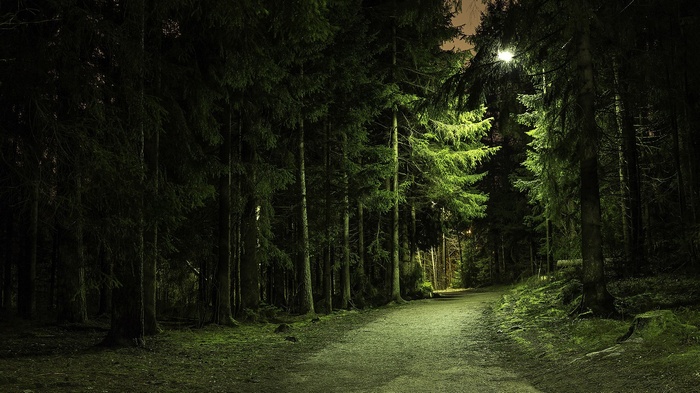 dirt road, trees, pine trees, forest, path, nature, green, landscape, lights, branch