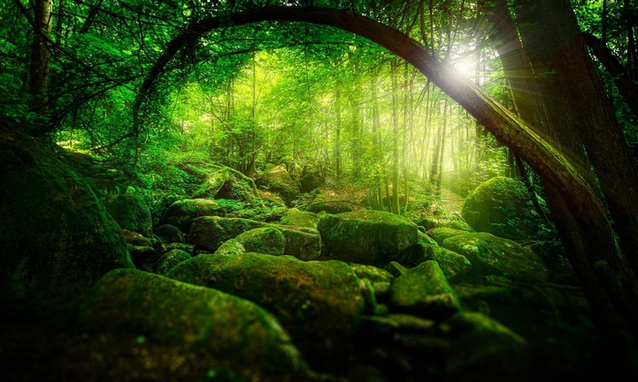 Sunlight filtering through a moss-covered forest with large stones