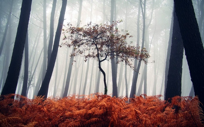 A lone tree stands in a misty forest with orange ferns