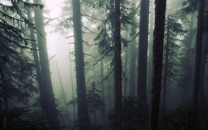 Misty forest with tall evergreen trees