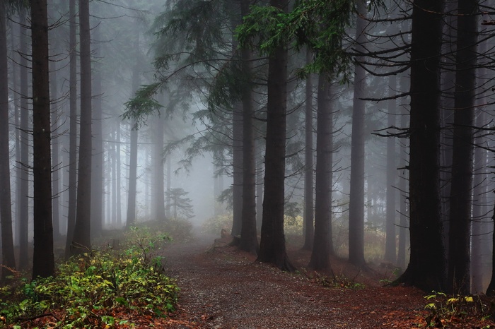 Misty forest path with tall trees and green plants