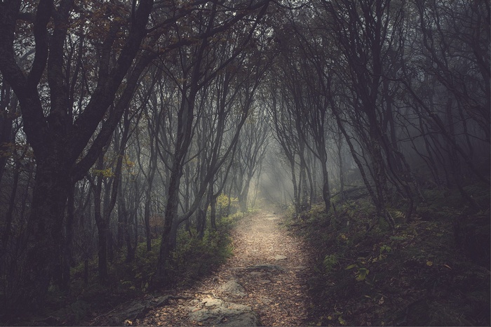A foggy forest path with bare trees