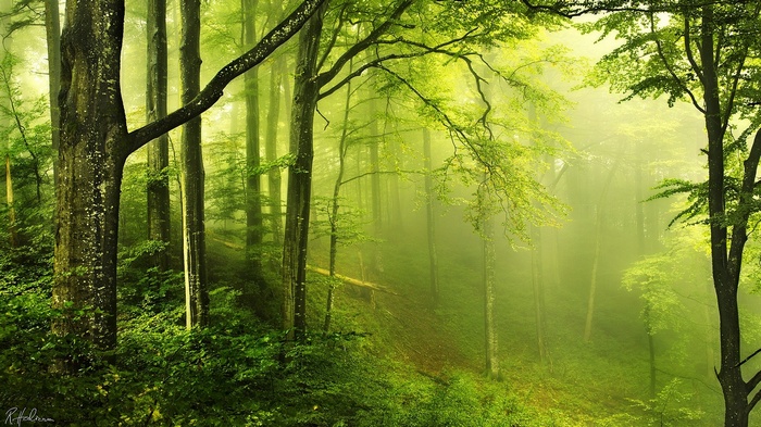 Misty green forest with sunlight filtering through trees