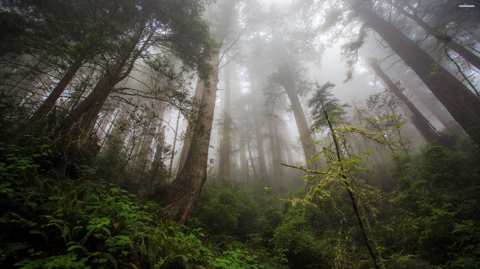 Misty forest with tall redwood trees